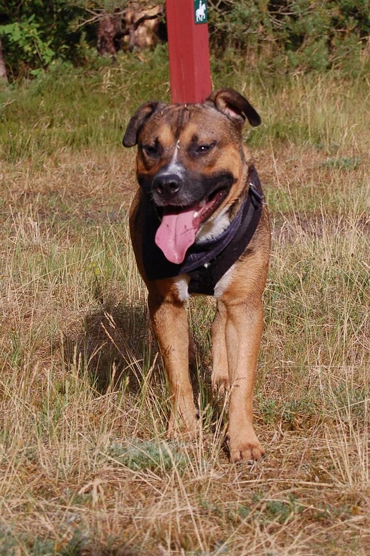 Amerikansk staffordshire terrier gizmo - Gizzer billede 3