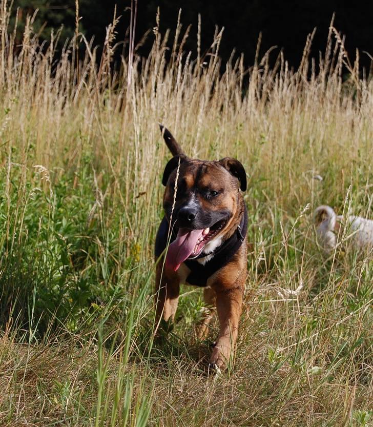 Amerikansk staffordshire terrier gizmo billede 4