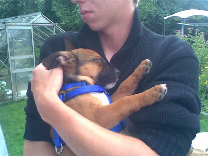 Amerikansk staffordshire terrier gizmo - og han sover bare i fars arme billede 5