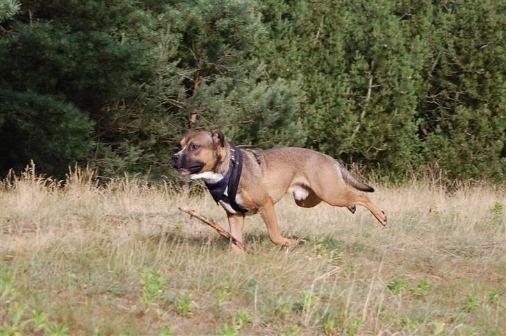 Amerikansk staffordshire terrier gizmo billede 6