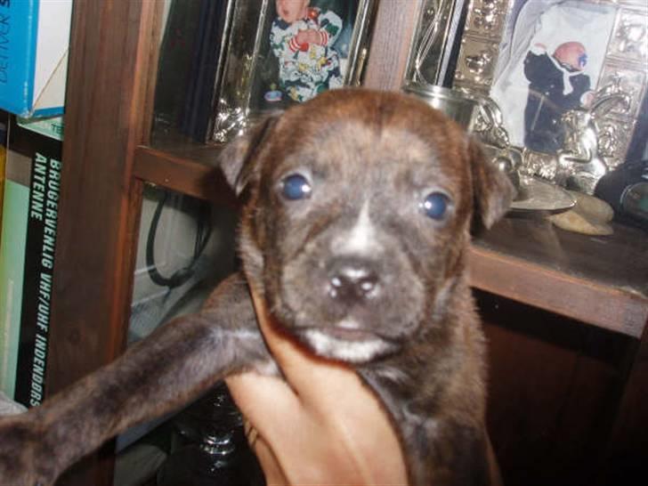 Blanding af racer Mille - Billede af mille fra hendes avler. billede 2