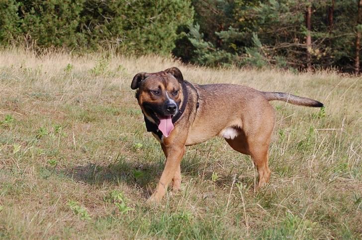 Amerikansk staffordshire terrier gizmo billede 7