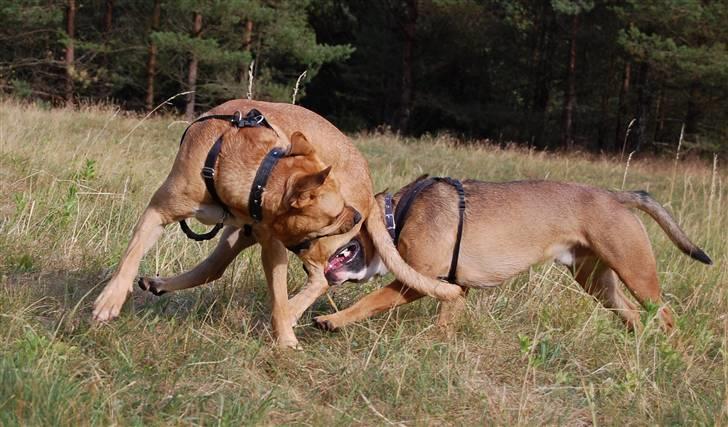 Amerikansk staffordshire terrier gizmo billede 8