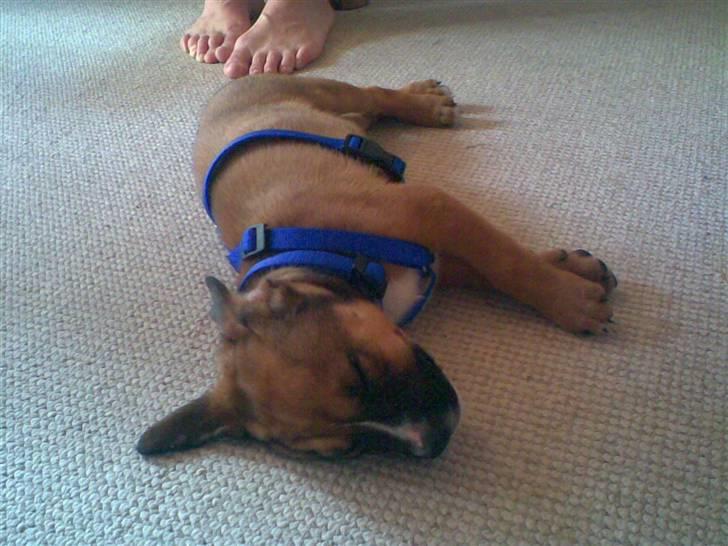 Amerikansk staffordshire terrier gizmo billede 9