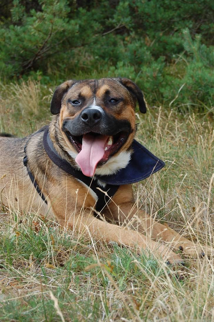 Amerikansk staffordshire terrier gizmo - nårh ikke til at stå for billede 10