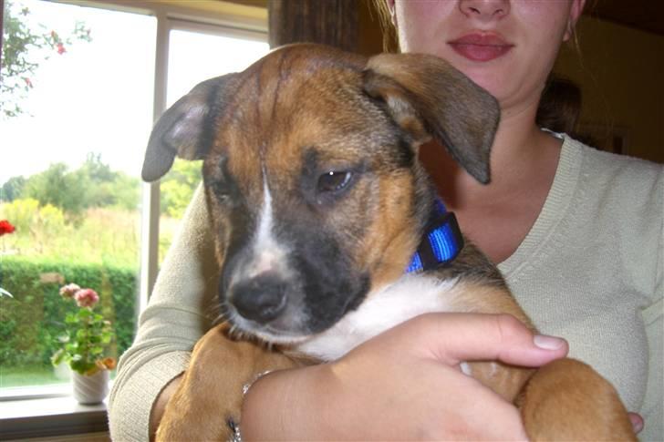 Amerikansk staffordshire terrier gizmo billede 11