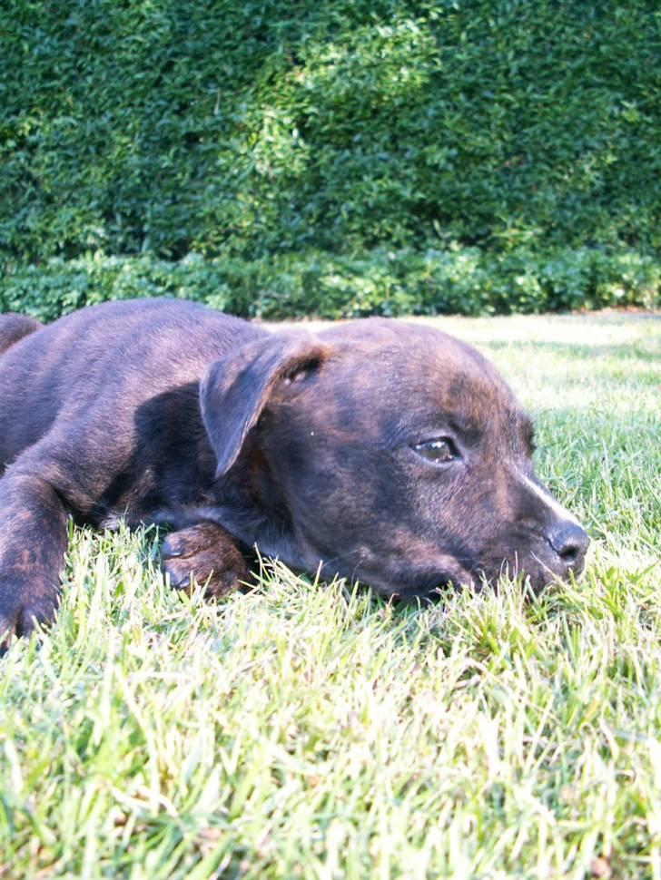 Blanding af racer Mille - Og så er det ved at være tid igen til en lille lur :D billede 6