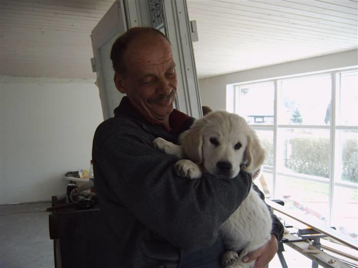 Golden retriever Rocko - Rocko og hans "bedstefar" billede 1