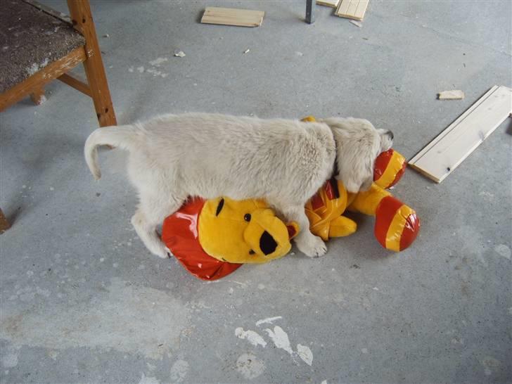 Golden retriever Rocko billede 2