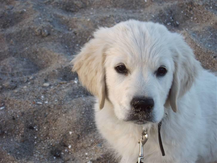 Golden retriever Rocko billede 3