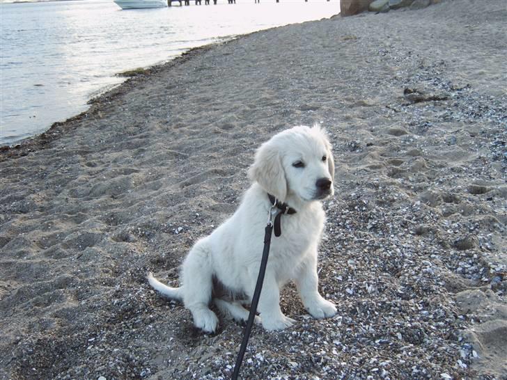 Golden retriever Rocko billede 4