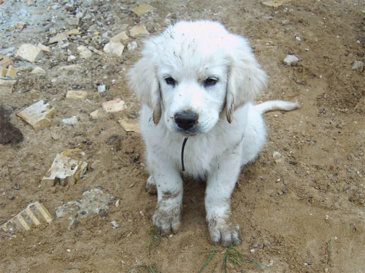 Golden retriever Rocko billede 5