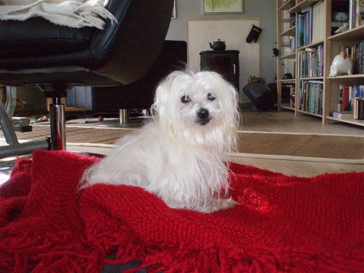 Malteser malthe - jeg er bare så dejlig  ;o) billede 1