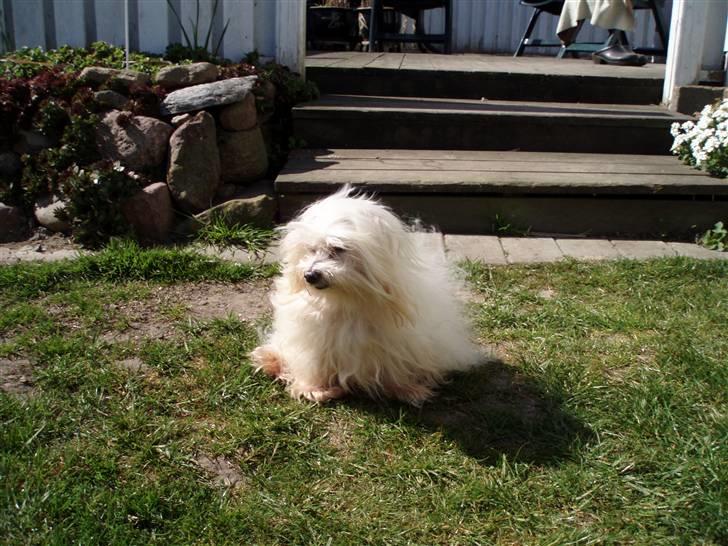 Malteser malthe - i haven billede 2