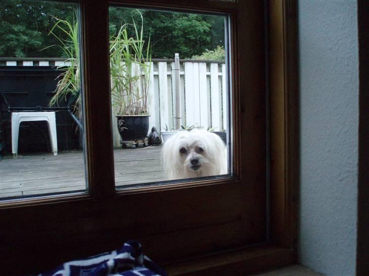 Malteser malthe - dør åben dig... billede 3