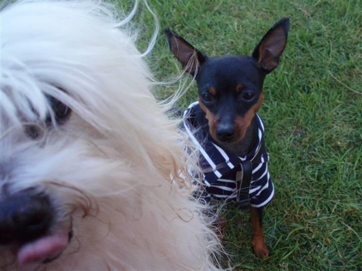 Malteser malthe - ha ha jeg kom foran billede 4