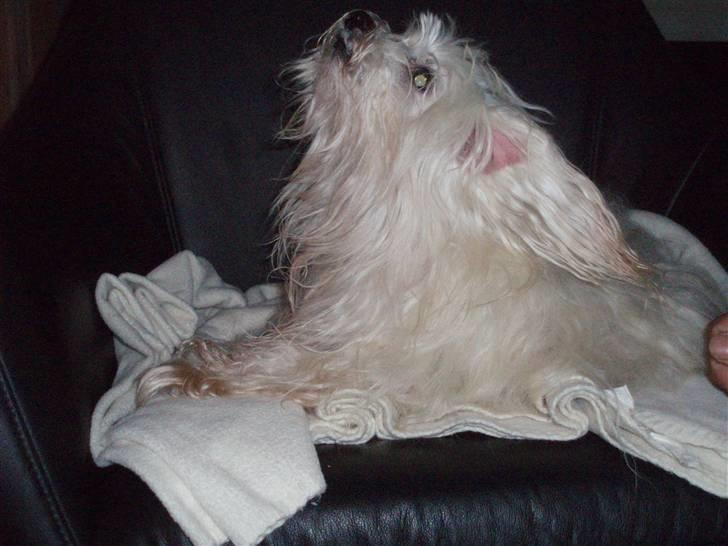 Malteser malthe - jeg er en farlig isbjørn billede 5