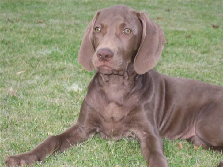 Blanding af racer Killa Starscream billede 2