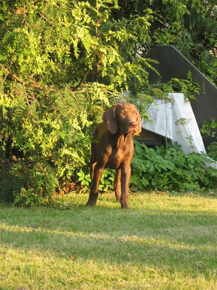 Blanding af racer Killa Starscream billede 3