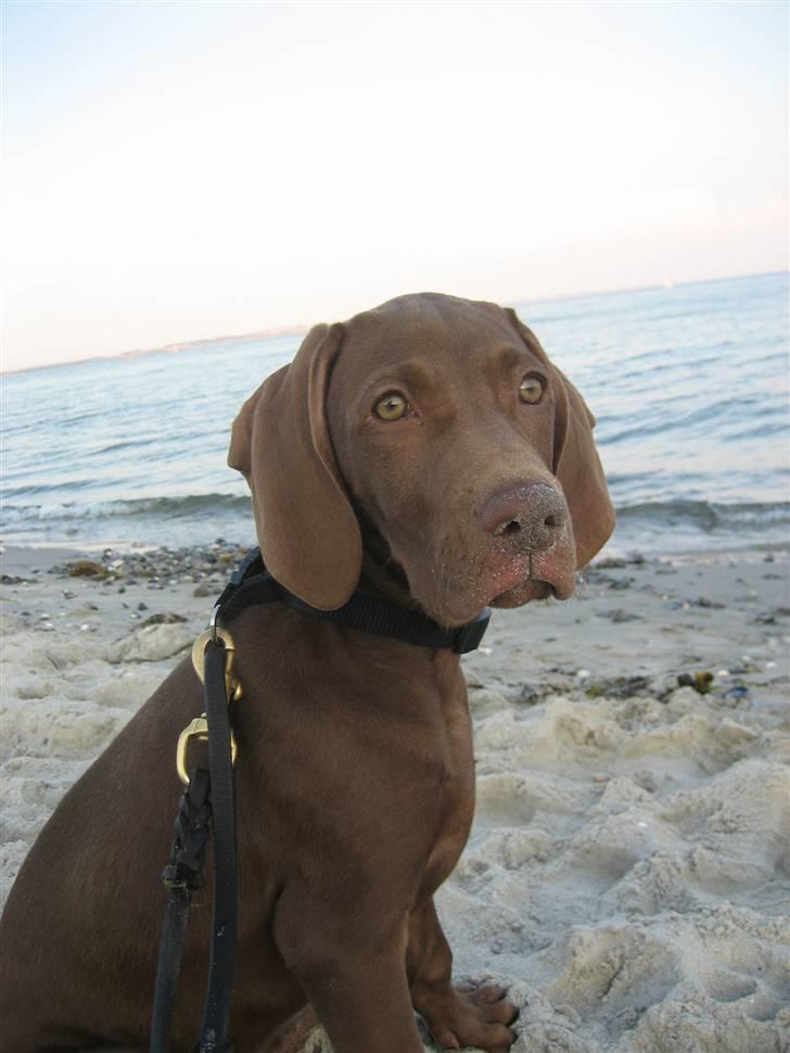 Blanding af racer Killa Starscream billede 4