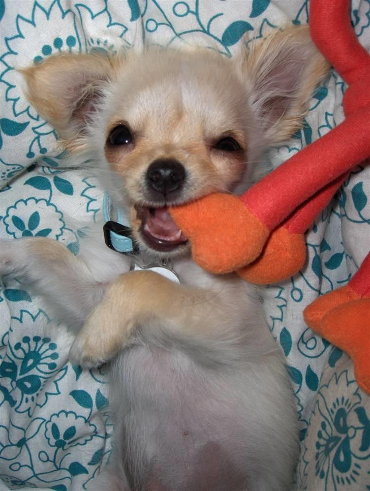 Chihuahua  Elliot  billede 1