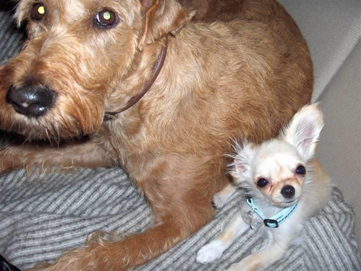 Chihuahua  Elliot  billede 5