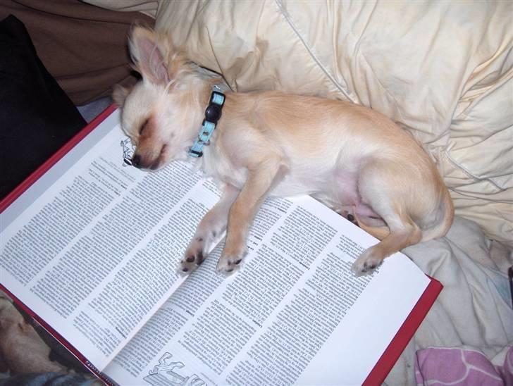 Chihuahua  Elliot  - Sikke en kedelig bog.... Zzzz.. billede 6