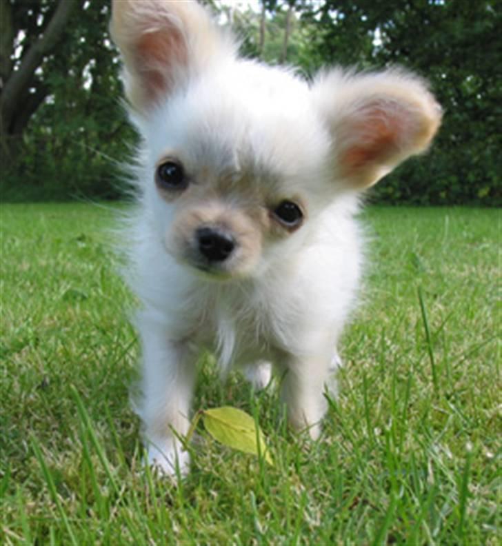 Chihuahua  Elliot  billede 8