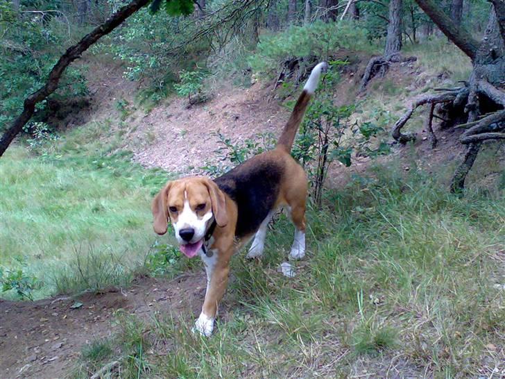 Beagle Brigade general Sofus  - Jeg ÆÆÆÆLLLSSSKKEEERRRR hundeskove! billede 10