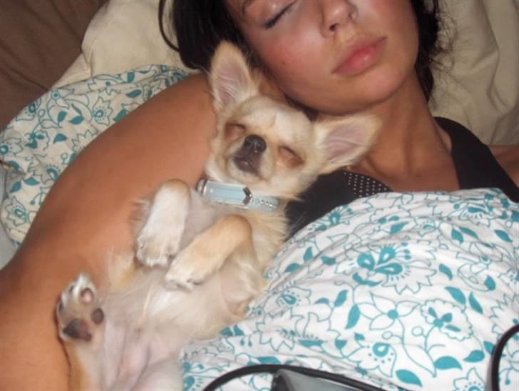 Chihuahua  Elliot  billede 10