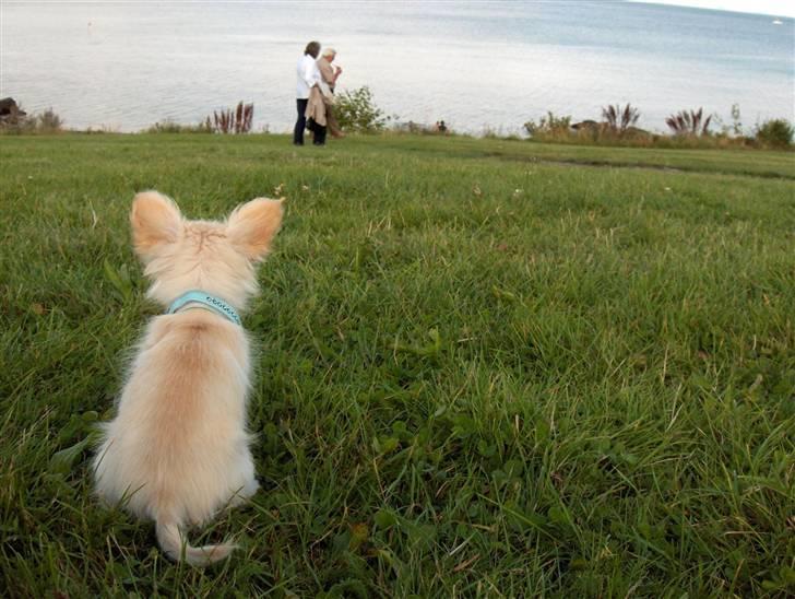 Chihuahua  Elliot  - Dejligt at have overblik :-)  billede 11