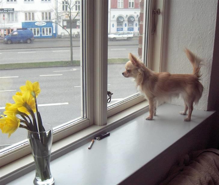 Chihuahua  Elliot  billede 12