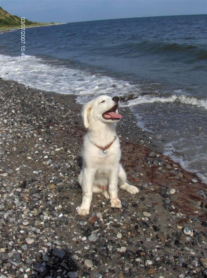 Blanding af racer Balder - nu er vi så blevet lidt ældre og næsten 20 kg. tungere end det første billed:) billede 8