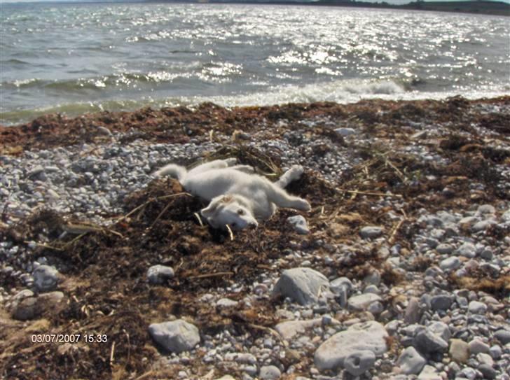 Blanding af racer Balder - men stadig lige så lege syg billede 9