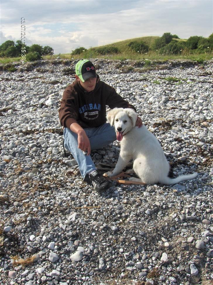 Blanding af racer Balder - Men stadig mindst lige så dejlig billede 10