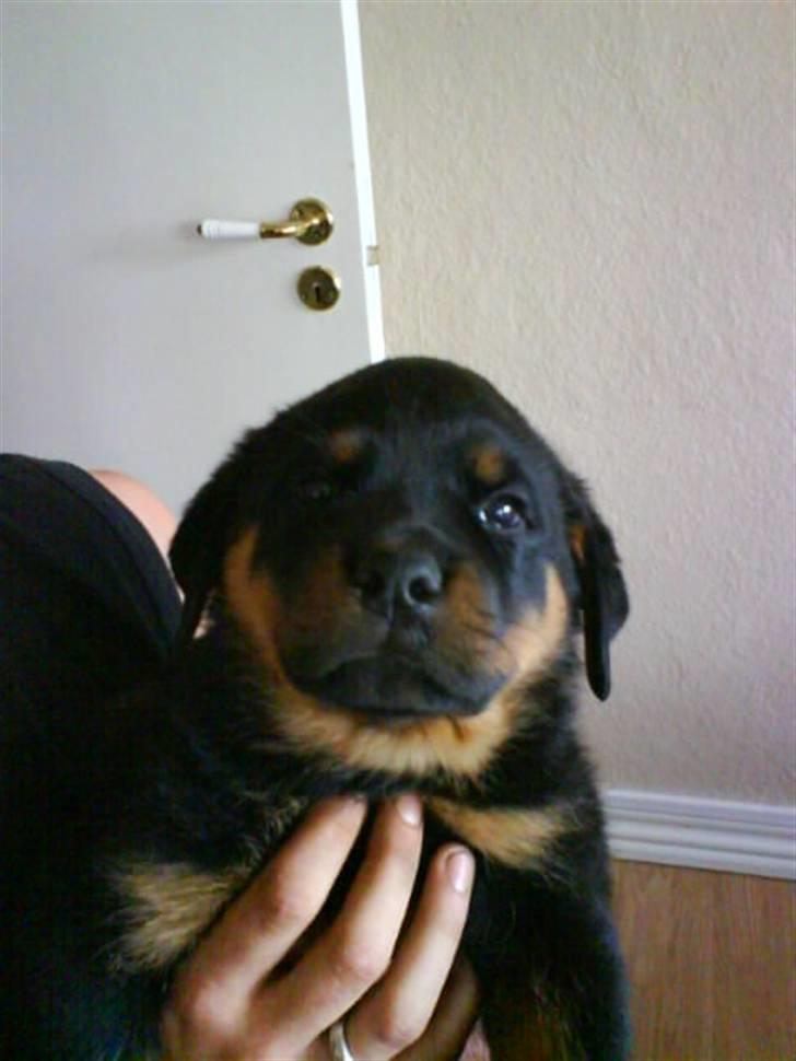 Rottweiler Tyson - Hvad er det for noget du har der?  billede 2