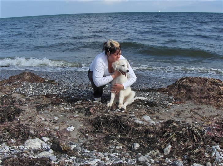 Blanding af racer Balder - Elsker den hund!!!! billede 11