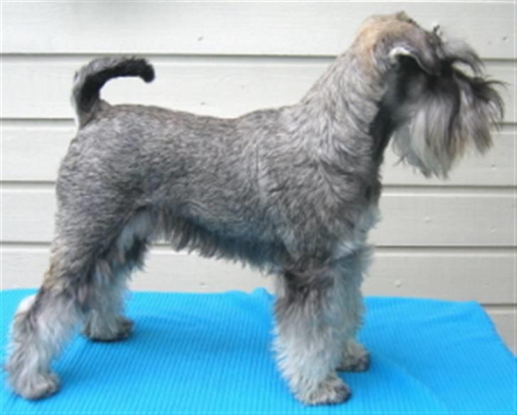 Dvaergschnauzer Una - Mitt navn er Una og jeg bor i Norge:-) billede 1