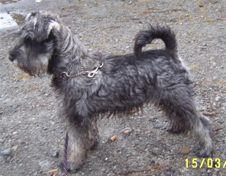 Dvaergschnauzer Una - Dette er meg etter en regnfull dag i skogen. billede 2