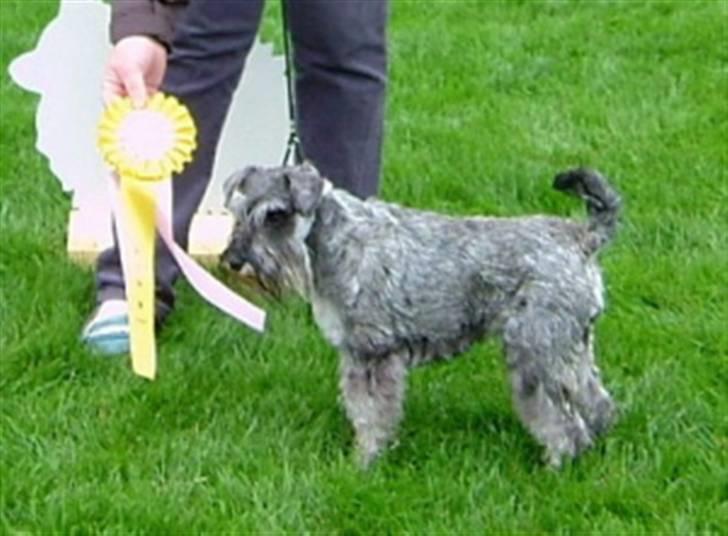 Dvaergschnauzer Una - Her fikk jeg sløyfe da jeg ble 3 Best i Gruppen. billede 3