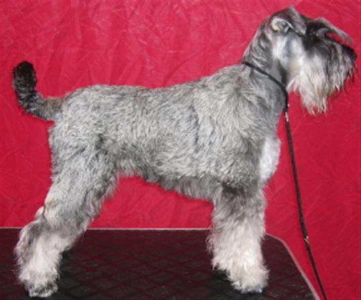 Dvaergschnauzer Una - Her ble jeg BIR. billede 4