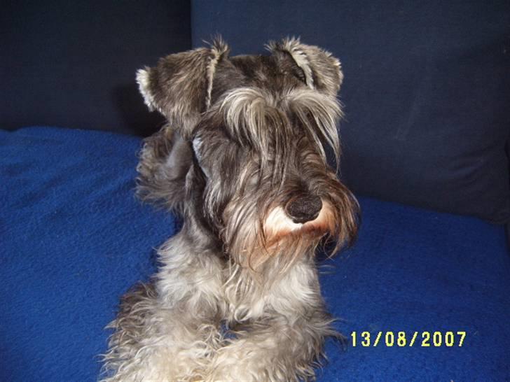 Dvaergschnauzer Una - Dette er meg i dag:-) Og her nyder å slappe av. billede 5