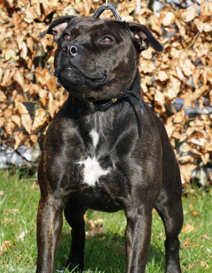 Staffordshire bull terrier WESTLUND FRIDA - marst 08 billede 17