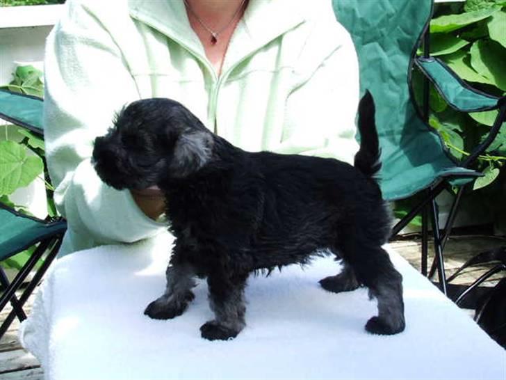 Dvaergschnauzer Nelli - Nelli 5 uger gammel. billede 1