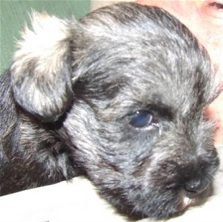 Dvaergschnauzer Nelli - Her er jeg litt mindre. billede 2