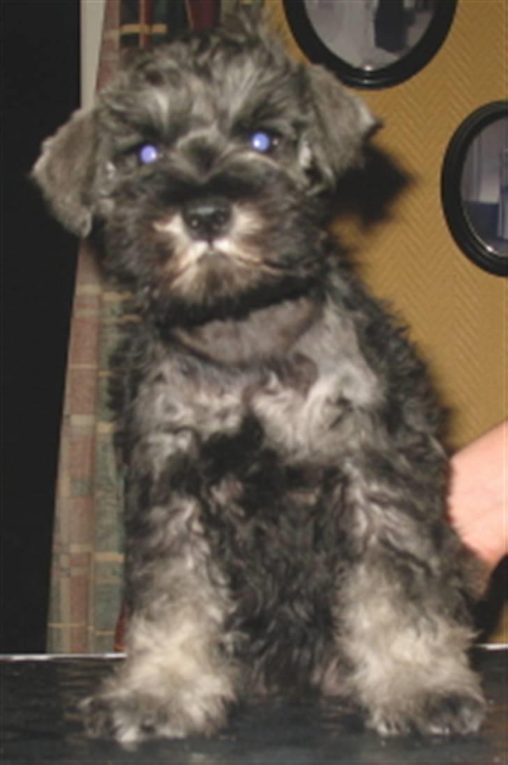 Dvaergschnauzer Nelli - Her er jeg 8 uger og sitter pent, for å bli ferdig. billede 3