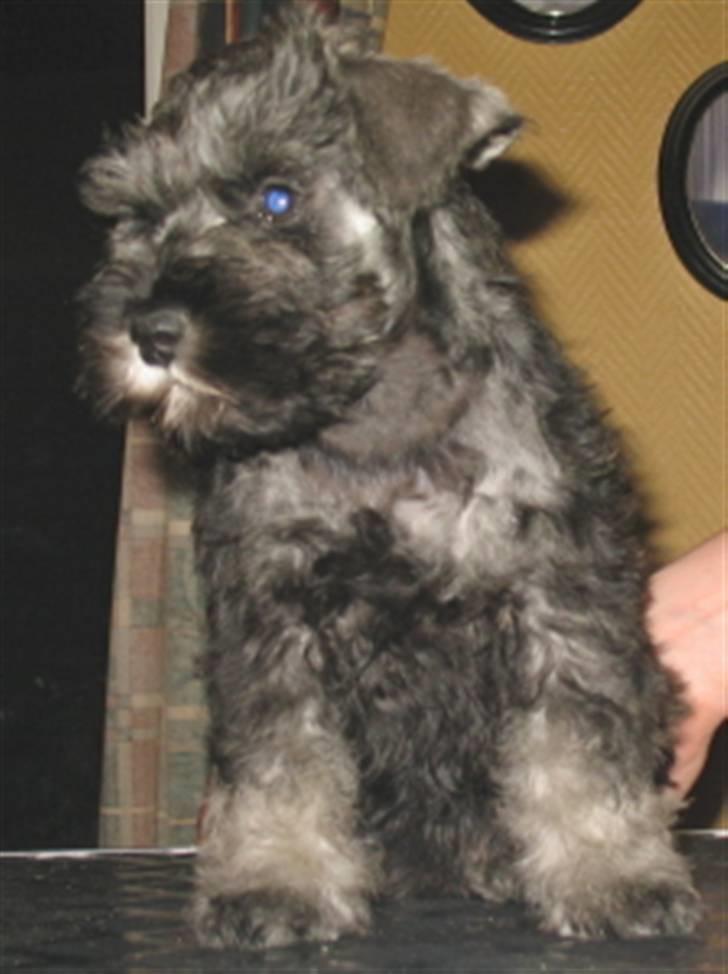 Dvaergschnauzer Nelli - Nelli begynner å bli litt sliten, det er derfor hun ser bort:-) billede 4