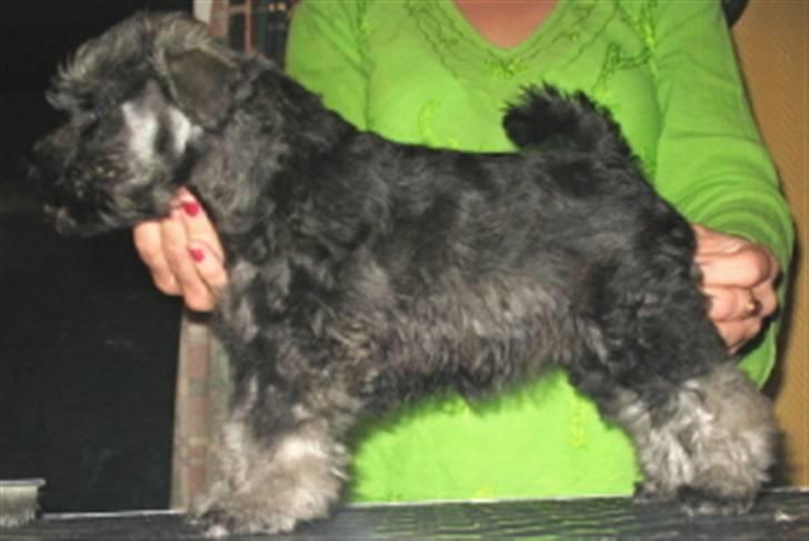 Dvaergschnauzer Nelli - Og her viser jeg mitt beste:-) At jeg kan posere. billede 5