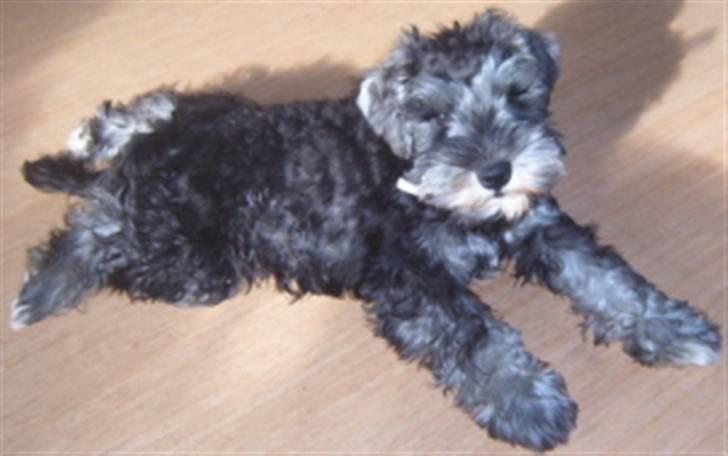 Dvaergschnauzer Queenie - Jeg slapper av etter en lang tur. billede 1