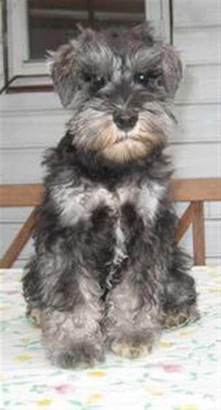 Dvaergschnauzer Queenie - Her er jeg litt lei meg. Men er jeg ikke sød vel? billede 2